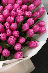 Pink tulips